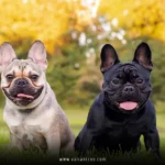 Imported Dogs Posing Risks