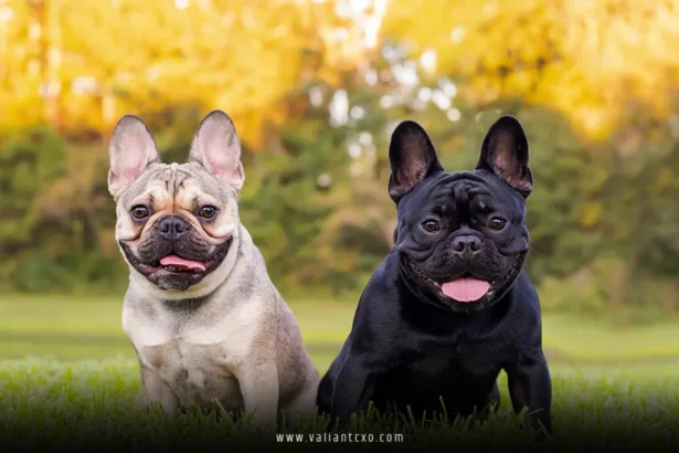 Imported Dogs Posing Risks