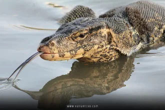 Water Monitor
