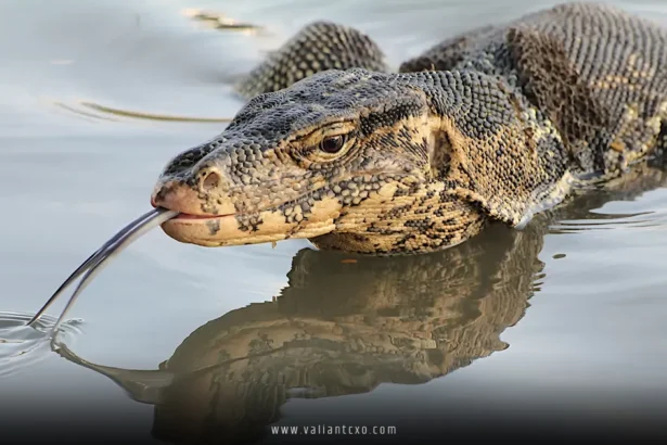 Water Monitor