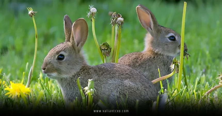 Colorado Rabbits Spotted with Scary Horns