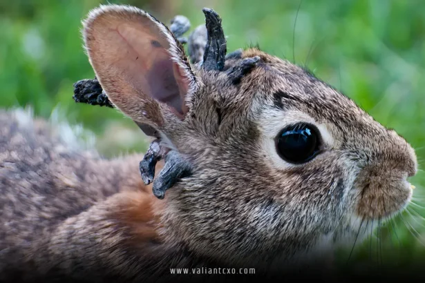Colorado Rabbits Seem to Be Growing