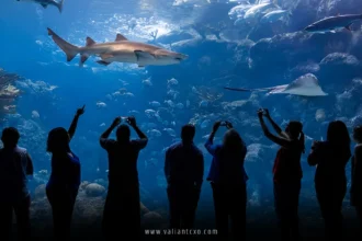 Best Aquariums in USA