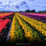Best Place to Go in April in USA