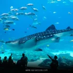 Best Aquariums in the USA