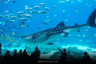 Best Aquariums in the USA