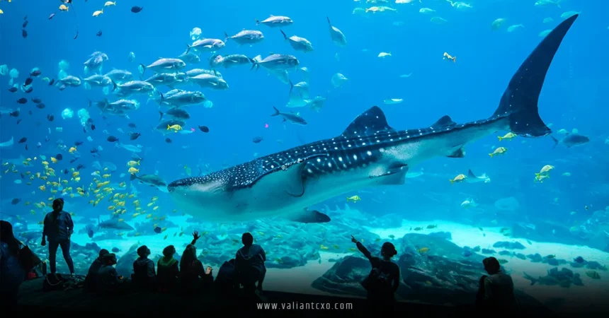 Best Aquariums in the USA