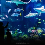 Best Aquarium in the USA