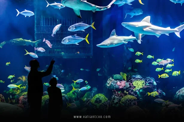 Best Aquarium in the USA