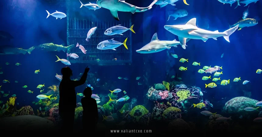 Best Aquarium in the USA