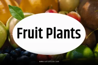 Fruit Plants Grow a Garden
