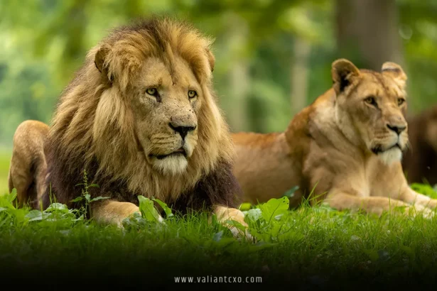 Longleat