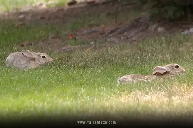 Rabbits with Tentacles