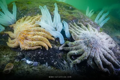 sea star