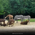 Best Zoos in the USA