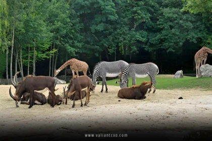 Best Zoos in the USA