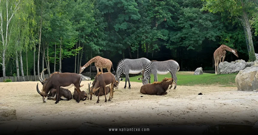 Best Zoos in the USA